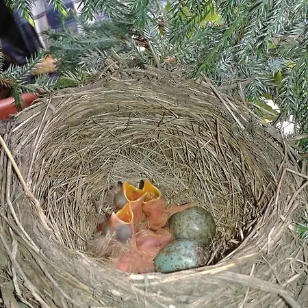 Skiprivat Penzion Ruzomberok